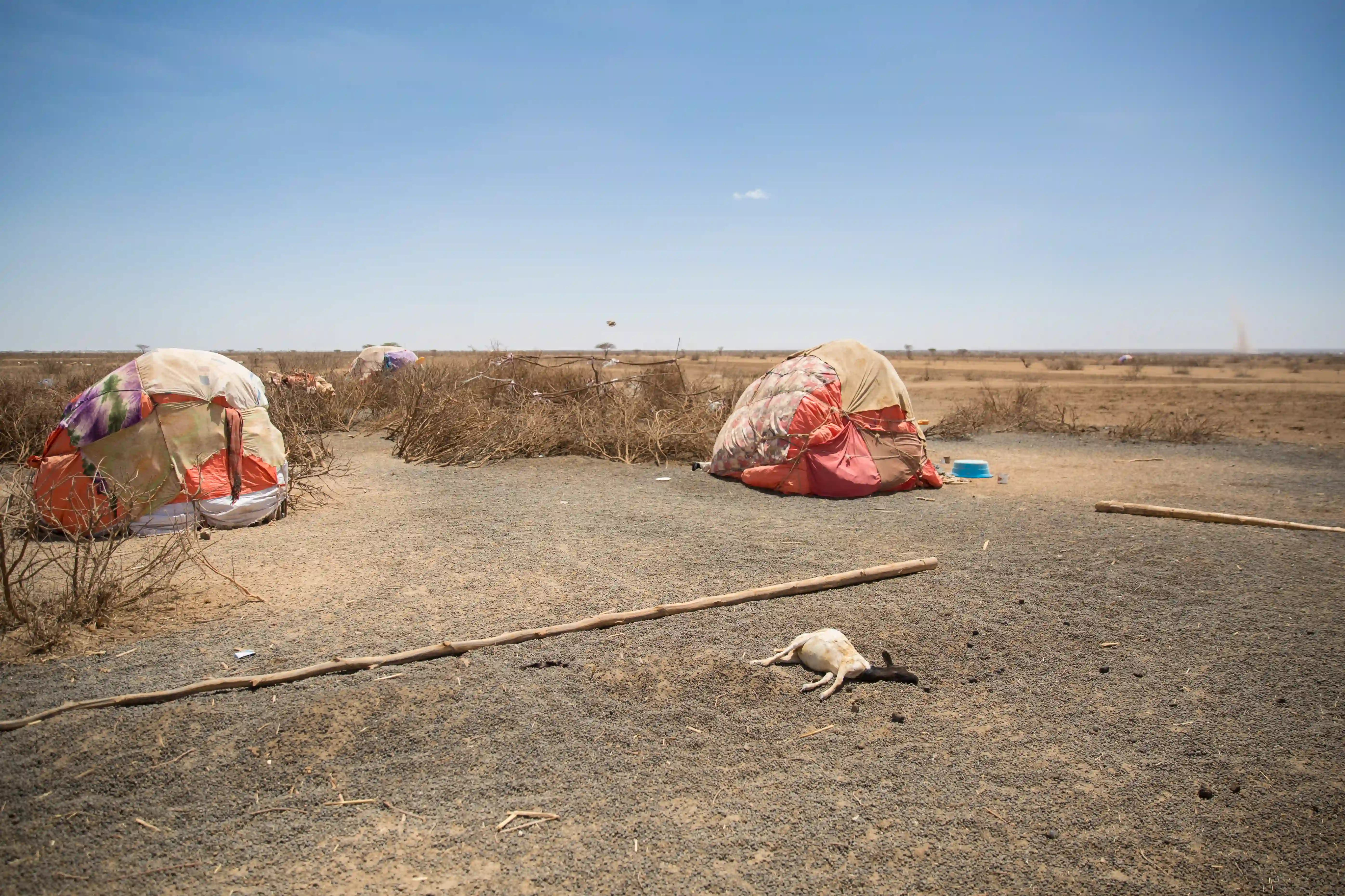 Somali tents and a dead sheep in a dry landscape