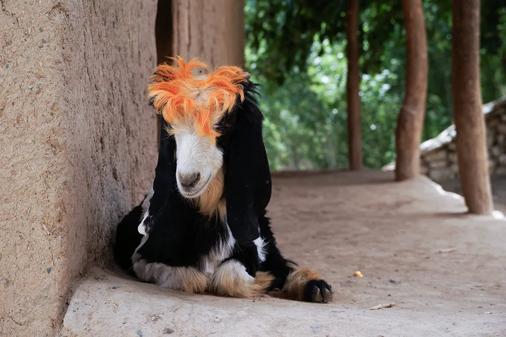 A village goat in Yawan, Afghanistan.