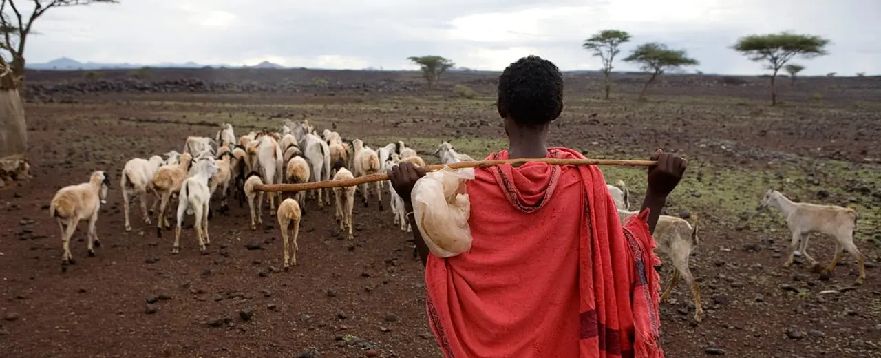 Shepard and herd of goats.