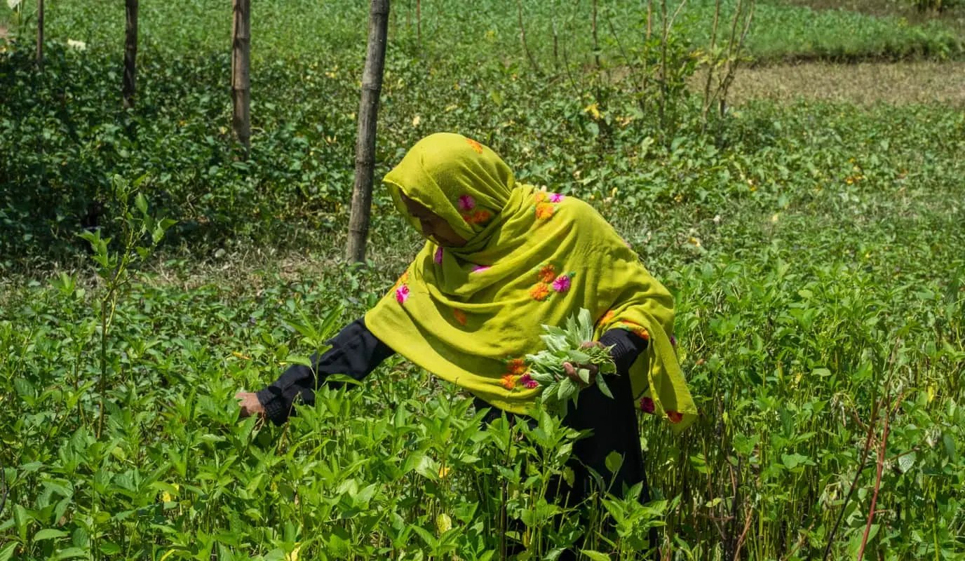 A kitchen garden in Niger.