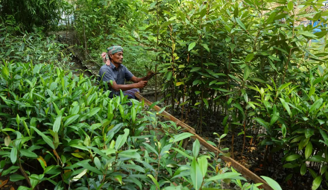 A tree nursery in Bangladesh