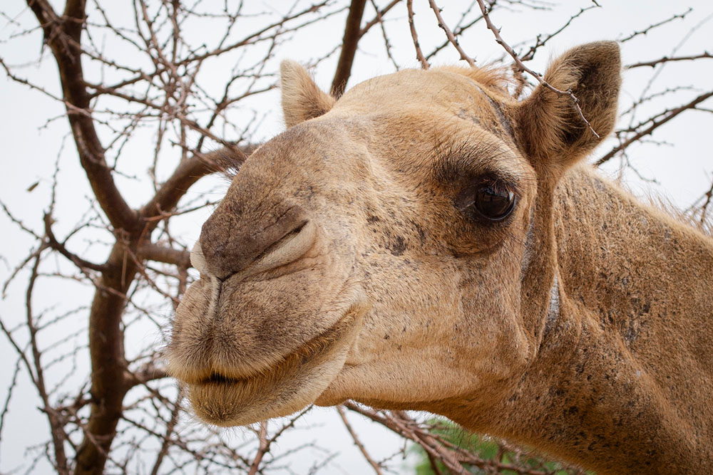 Closeup of a camel's face