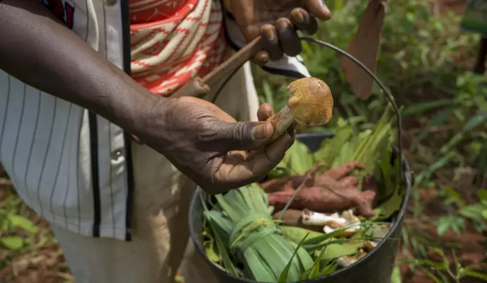 A farmer holding a bucket of crops