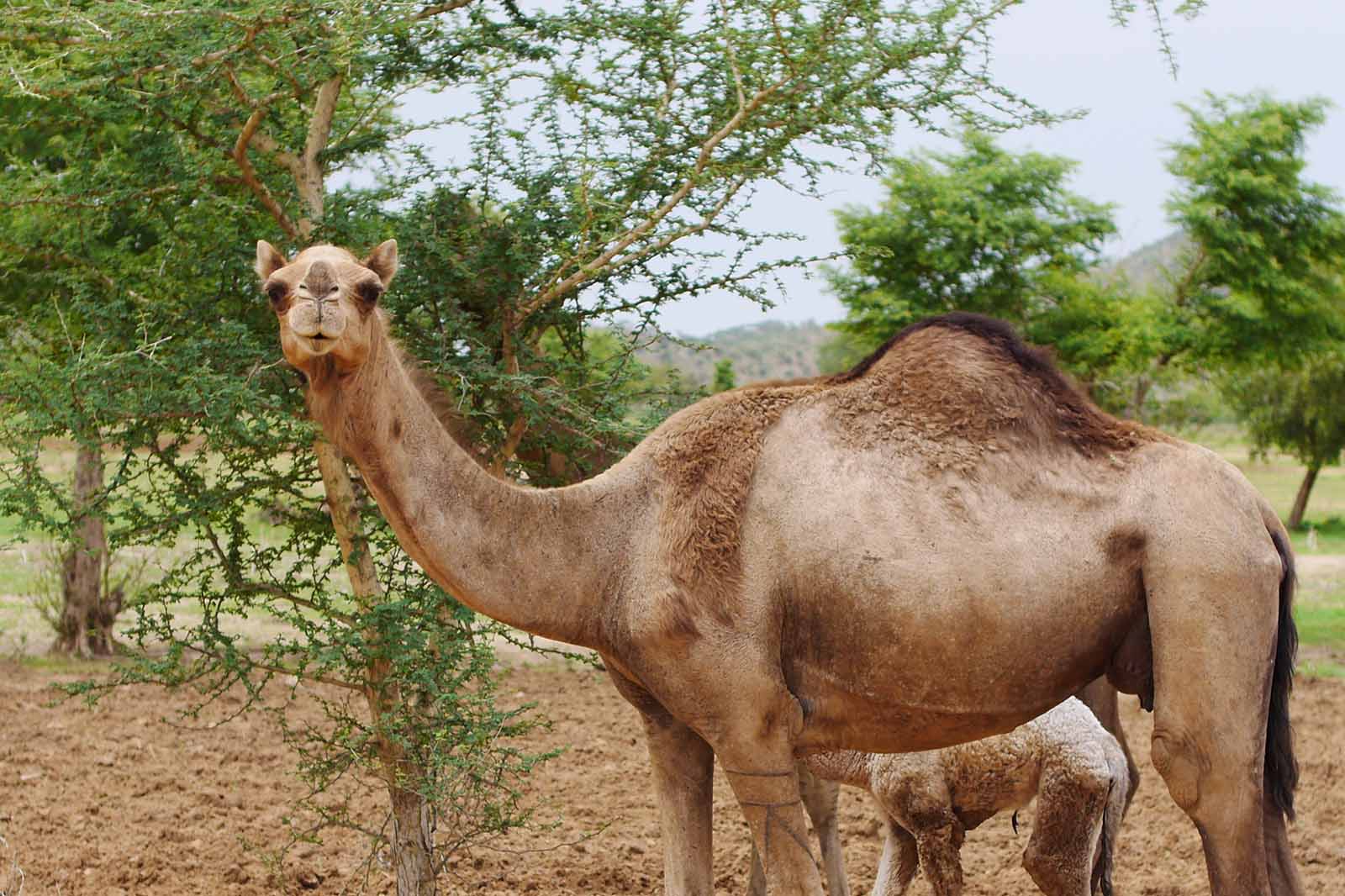 A Camel in Chad