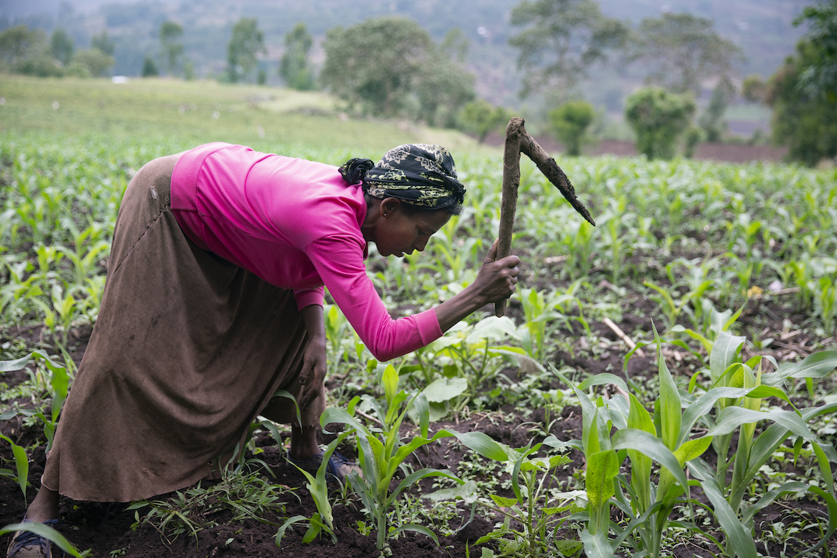 LEAF program participant Nigist Sorsa works the land behind her home in SNNPR, Ethiopia.