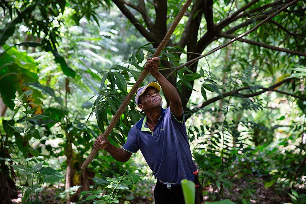 Jaques Delouis harvests mangoes on the plantation where he works in the Centre department of Haiti. (Photo: Kieran McConville/Concern Worldwide)