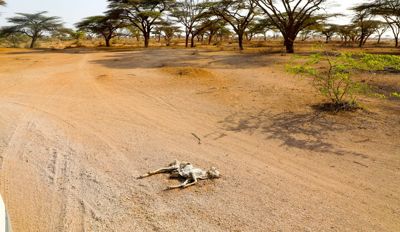 Remains of cows and goats can be found scattered across the Chalbi Desert in northern Kenya's Marsabit County. Remains of cows and goats can be found scattered across the Chalbi Desert in northern Kenya's Marsabit County.