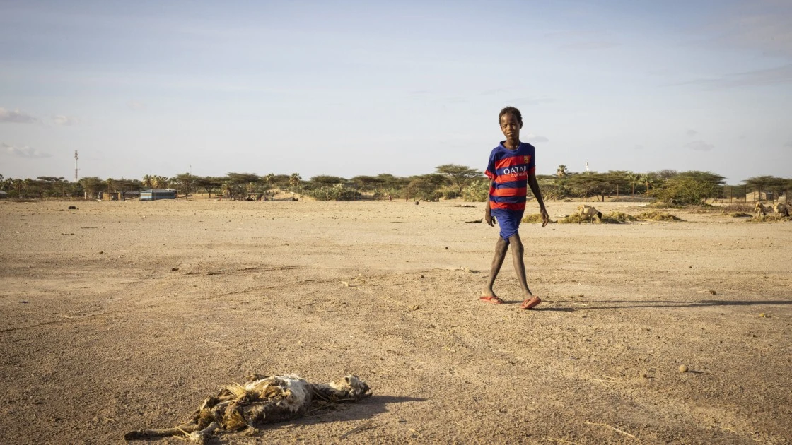 Dead livestock lie on the outskirts of North Horr, Marsabit, Kenya. (Photo: Ed Ram/Concern Worldwide)