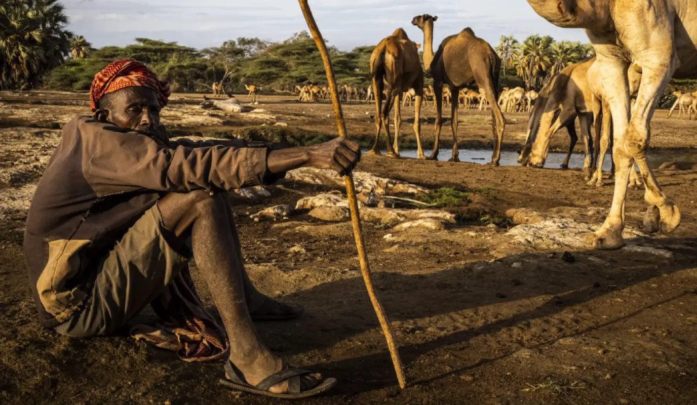 Man with his camels near North Horr in Marsabit, Kenya. Man with his camels near North Horr in Marsabit, Kenya.