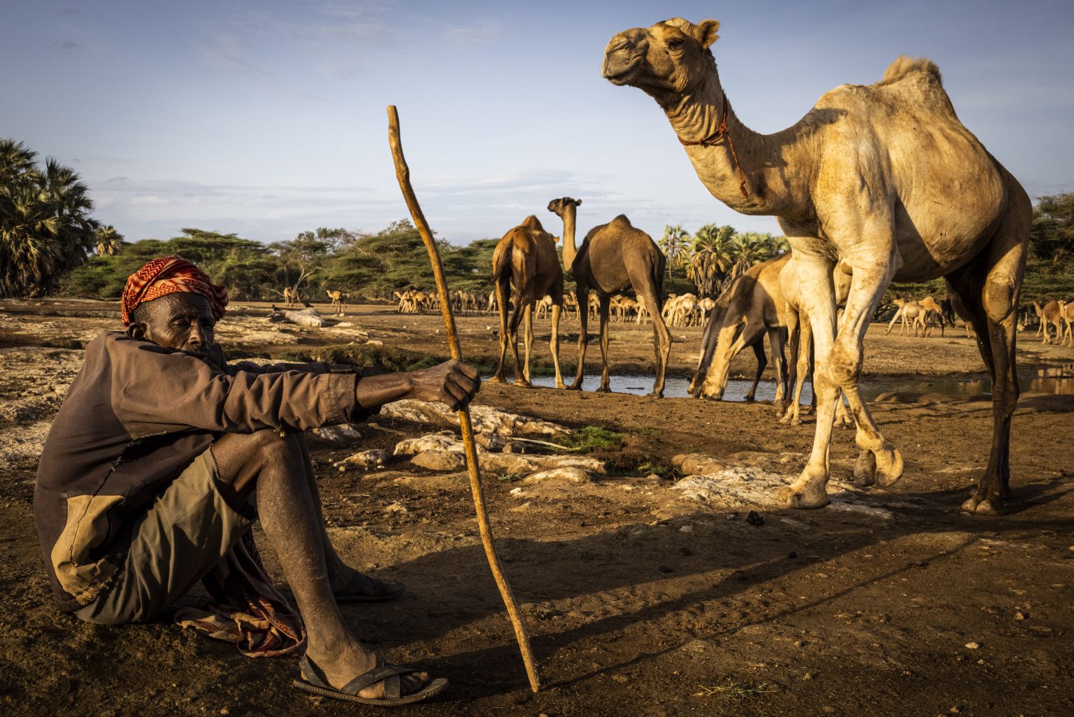 A man sitting next to camels