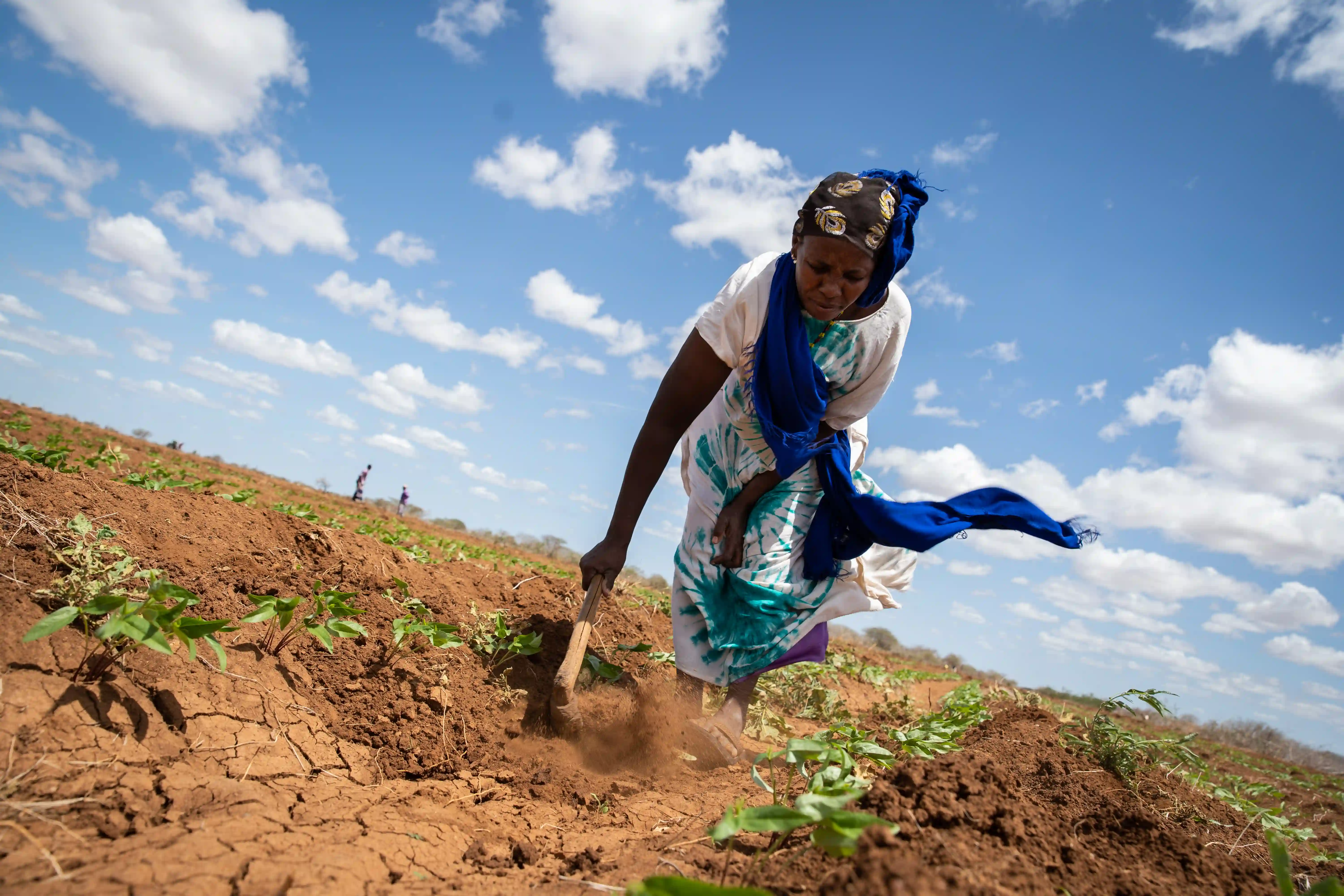 LEAF Program participant Mwanajuma Ghamaharo tends to her irrigated plot of mung beans in Makere village in Tana River County.