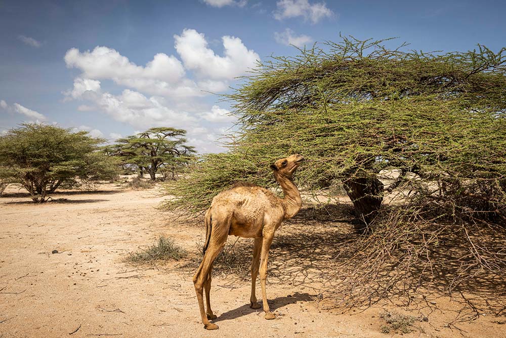 A Camel eats from a thorn tree