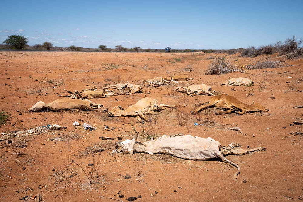 dead livestock in eastern Kenya