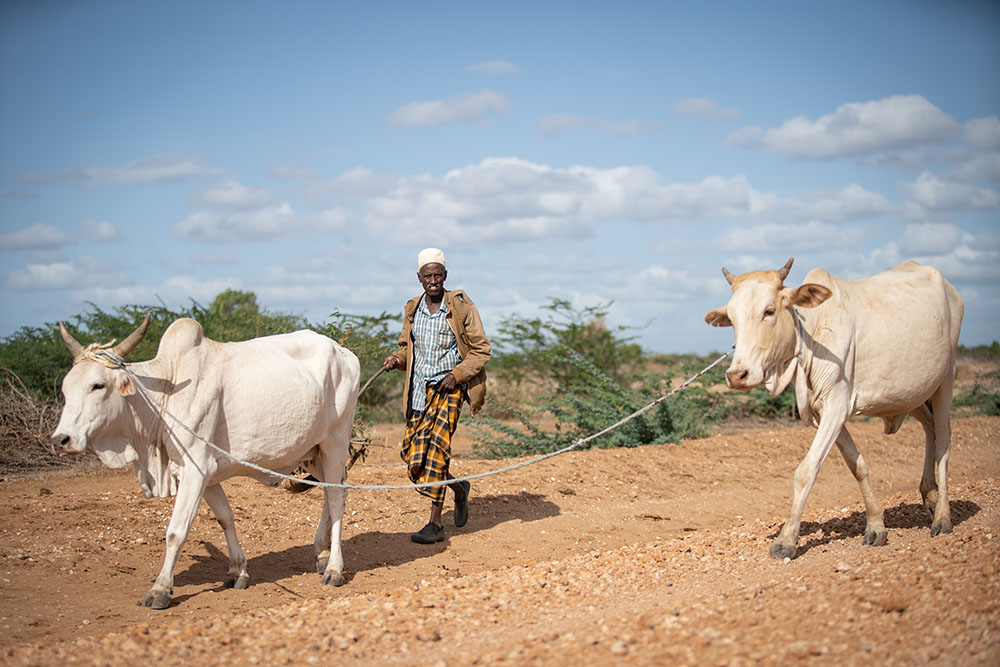 man with cattle in rural Kenya