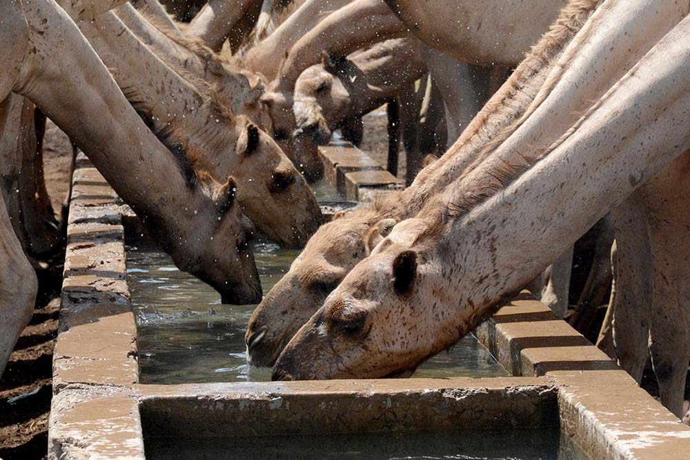 camels drinking
