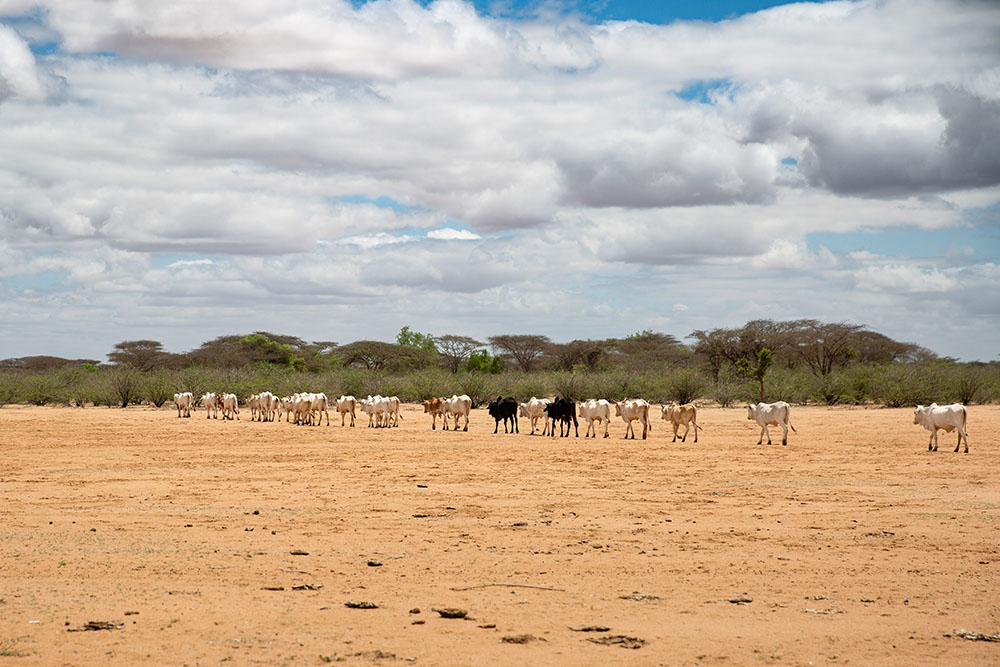 cattle cross a plain in Kenya