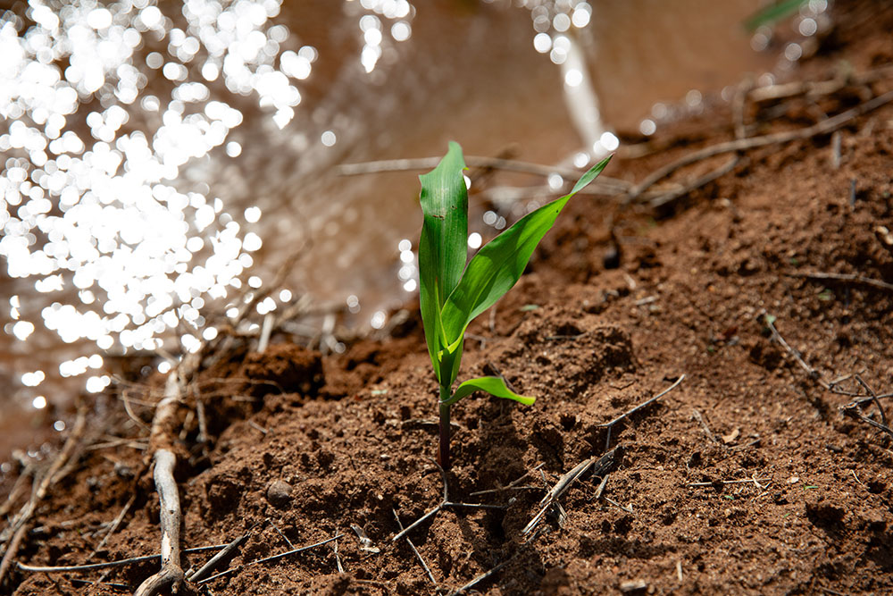 A young maize plant under irrigation.