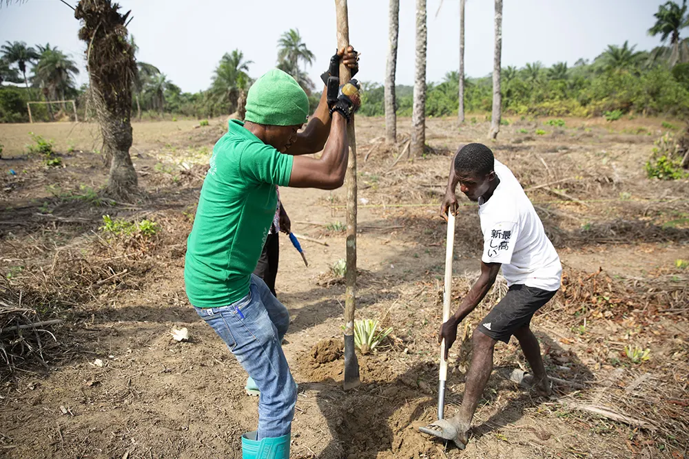 Preparing the ground for planting tree saplings at an agroforestry project in Grand Bassa, Liberia. The plot isPreparing the ground for planting tree saplings at an agroforestry project in Grand Bassa, Liberia. The plot is supported by Concern under the Irish-Aid–funded LIFE program. (Photo: Kieran McConville/Concern Worldwide)