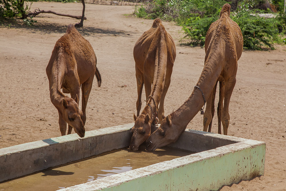 Camels drink in Pakistan