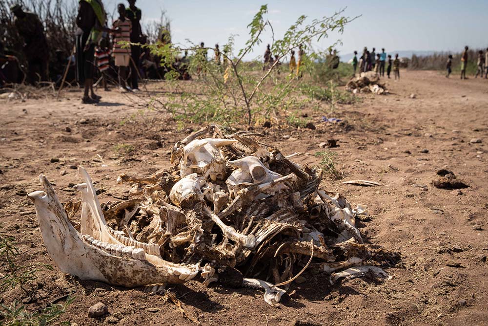 Animal bones in Kenya