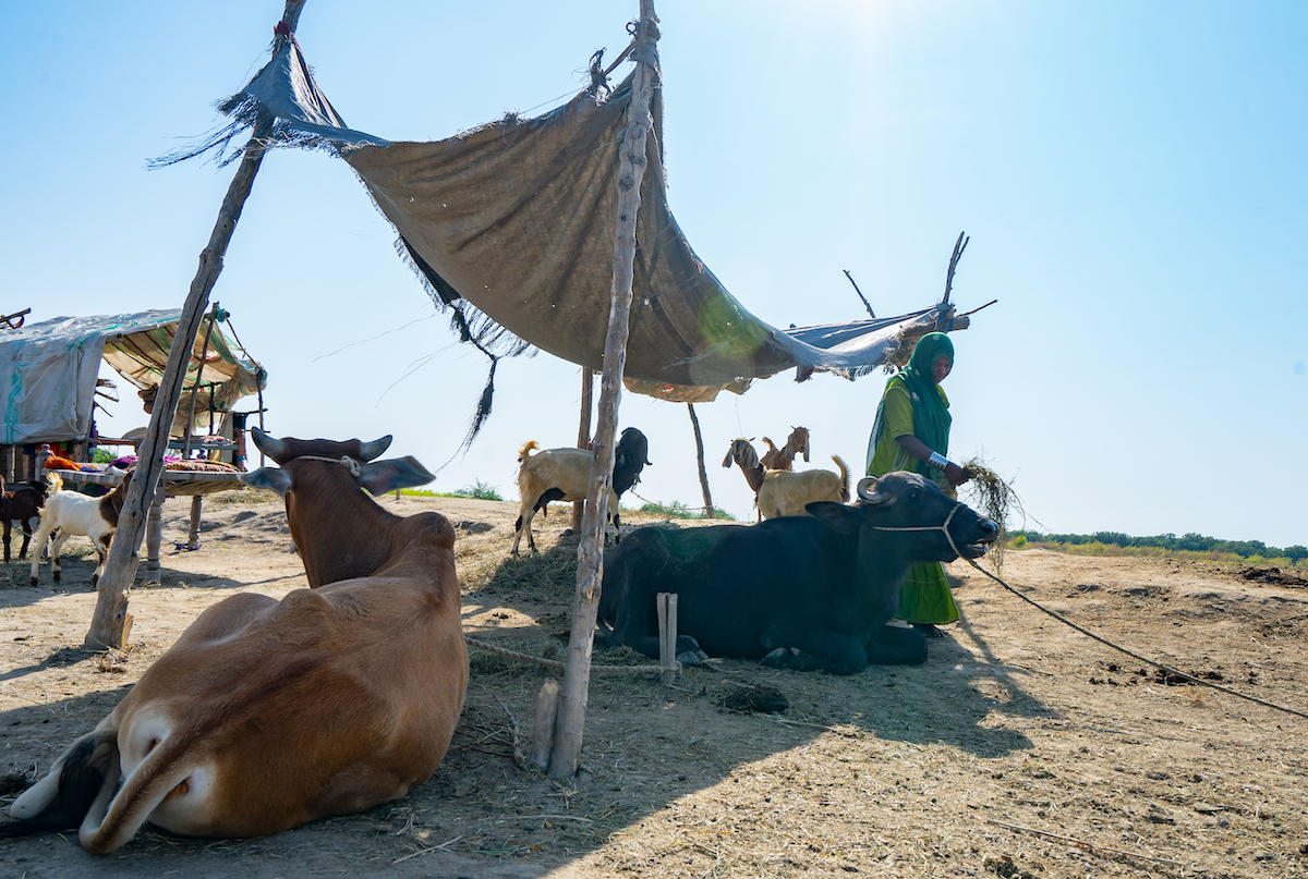 A cow taking shelter in the shade from the scorching heat in Mirpur Khas district of Sindh, Pakistan. (Photo: Ingenious Captures/Concern Worldwide)