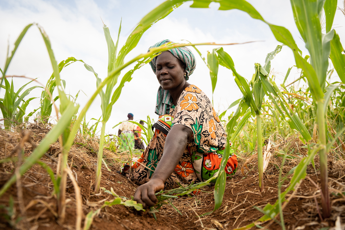 Mwanaesha Haluwa Haji tends to a plot of corn in Makere village in Kenya’s Tana River County. (Photo: Lisa Murray/Kerry Group/Concern Worldwide)