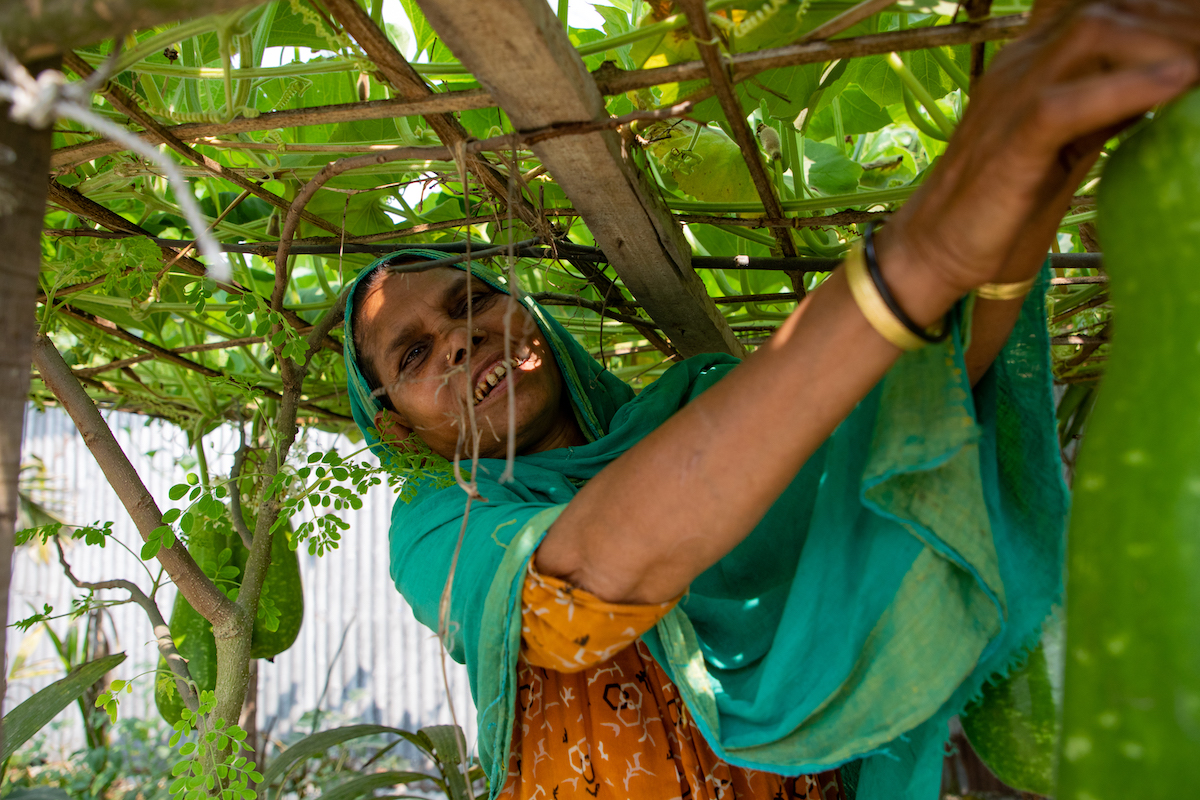 Malika Begum is a programme participant of the Zurich programme. She benefitted hugely from the CSA aspect and learned to grown vegetables, even when there is flooding. She grows them on raised platforms. Photo: Gavin Douglas/ Concern Worldwide