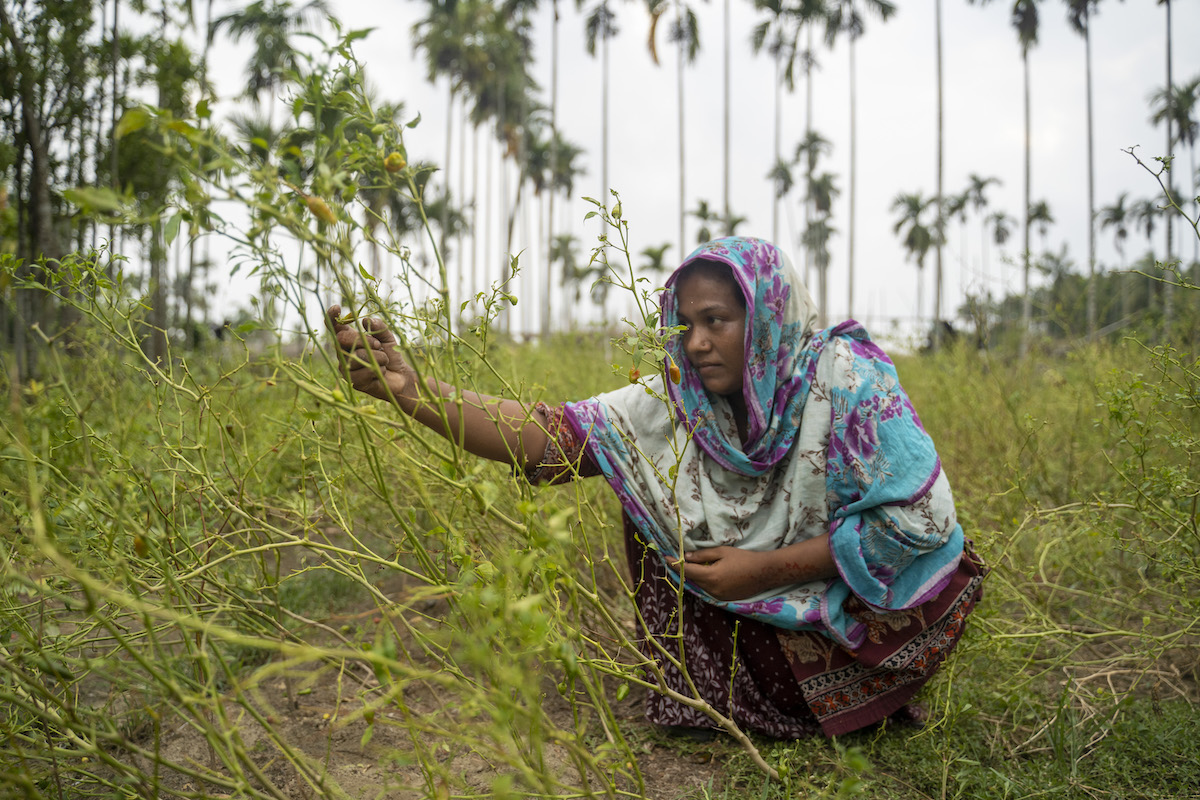 Hamida lost much of the garden where she grows food for her family of six in Cyclone Mocha. She tries to salvage some of the chillies from her destroyed vegetable garden. Shah Porir Island, Teknaf, Cox’s Bazar. Photo: Saikat Mojumder/Concern Worldwide