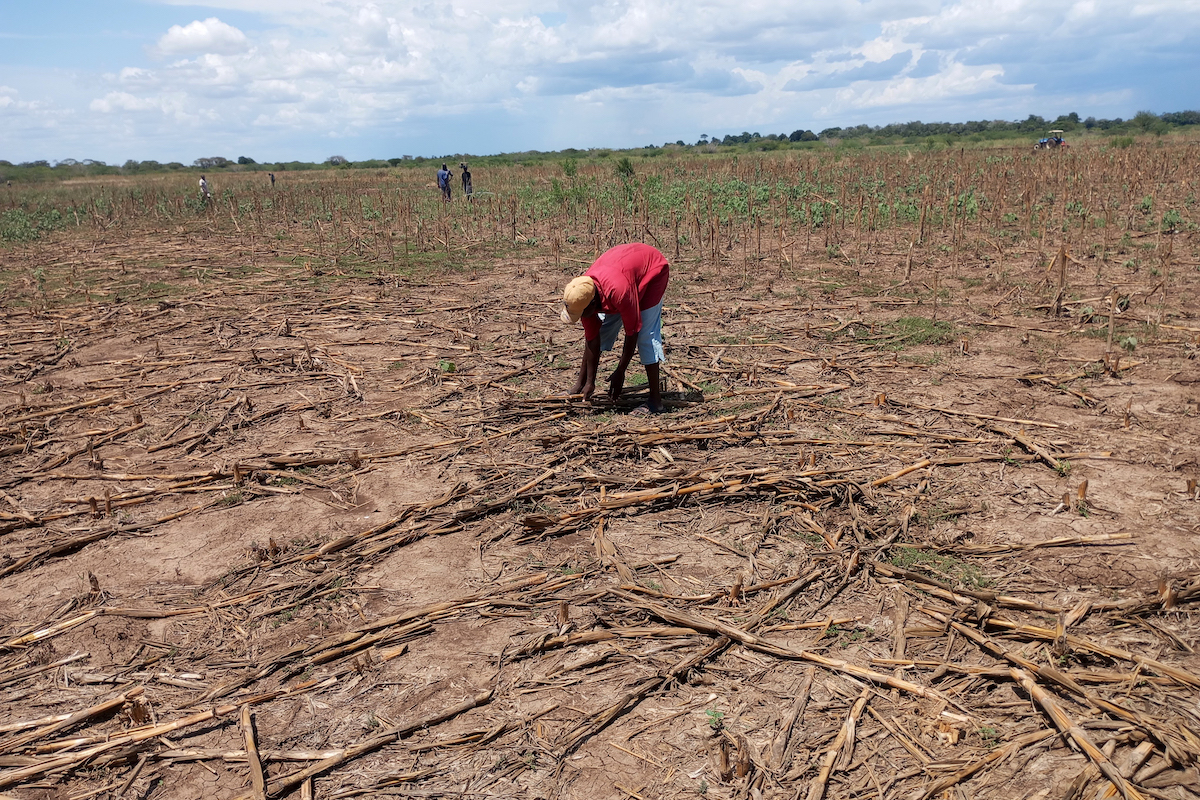 Yosia Mwewe spreads dry maize stalks, incorporating them into the soil during cultivation in Tana Delta Sub County, Kenya. (Photo: Cheruiyot Kones/Concern Worldwide)