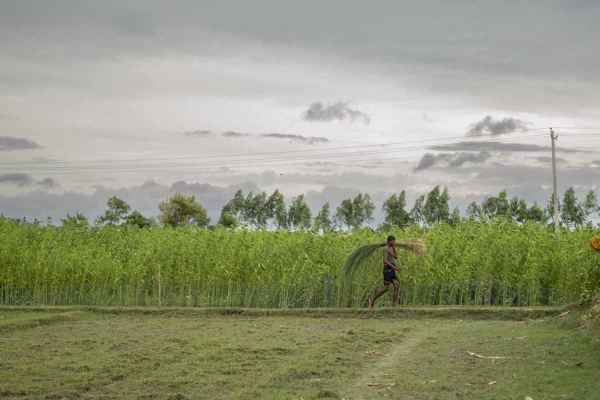 A jute farmer carries a bundle of harvested crops for retting, a process where mature jute plants are tied together and submerged in slow-flowing water to separate the fiber from the stalks. (Photos: Saikat Mojumder/Concern Worldwide)