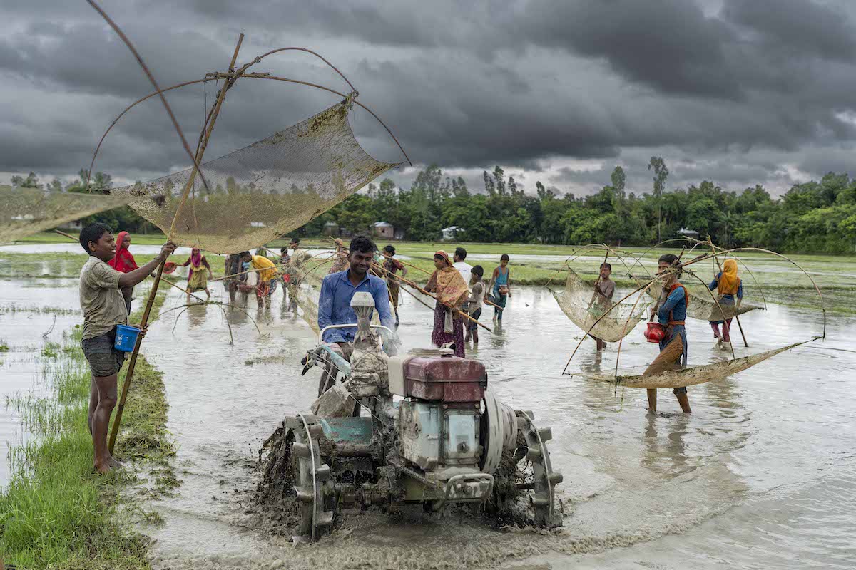 As July draws to a close, the time for rowing Aman approaches across Sundarganj, Gaibandha. The waterlogged paddy fields, remnants of recent heavy rainfall, begin to recede. Before the fields are readied for planting, children and youths from the neighbourhood gather to catch fish. Photo: Saikat Mojumder/Concern Worldwide