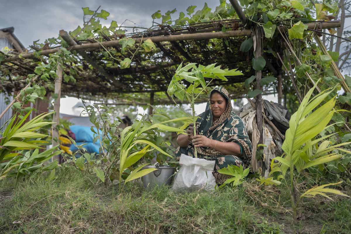 Participants in Concern's Bangladesh Flood Resilience project secure their assets (and livelihoods) against flood and monsoon season in the country. (Photos: Saikat Mojumder/Concern Worldwide)