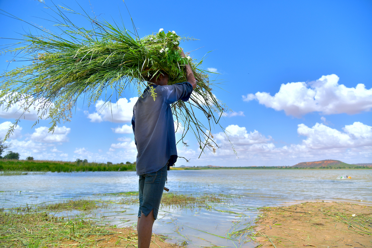 Niger's Rouafi pond, landscaped by Concern program participants. (Photo: Ali Abdoulaye/Concern Worldwide)