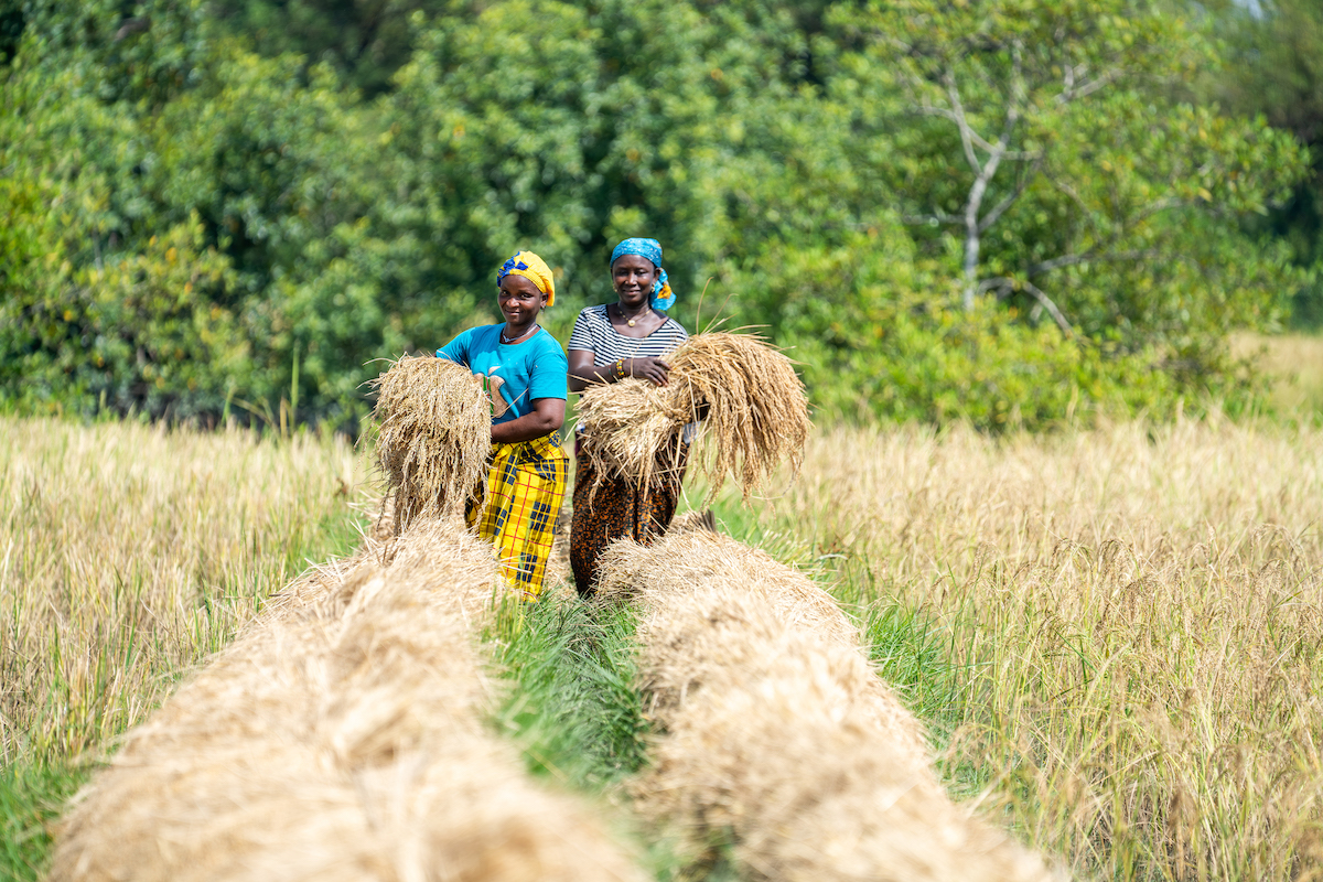 Hassanatu Bangura, chairlady of Kiltiock village, is alongside Isatu Kargbo working in their rice plantation as part of Sierra Leone Coastal Resilience Project. Since the programme began, the community has committed to protecting and regenerating mangroves, once heavily relied upon for firewood and fish smoking, in the hope of reducing flooding and restoring fish stocks. Photo: Eugene Ikua/Concern Worldwide