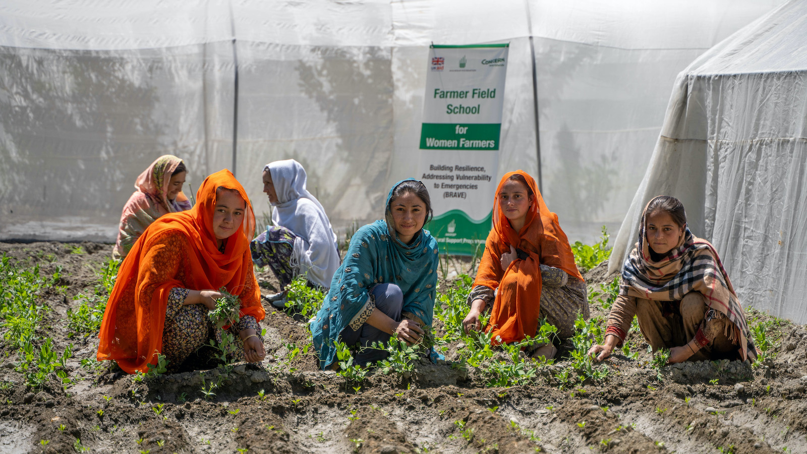 Practicing what they learned: Women farmers in Ghizer District, Gilgit-Baltistan, work together in a Field Farmer School demonstration plot, transforming newly-provided seeds into thriving green crops. (Photo: Ingenious Captures)