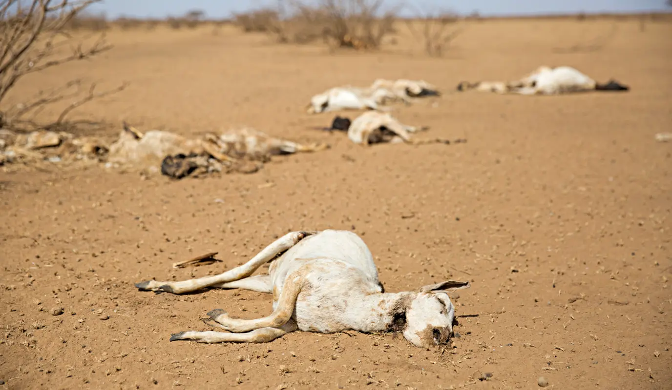 Dead livestock in Somaliland Dead livestock in Somaliland