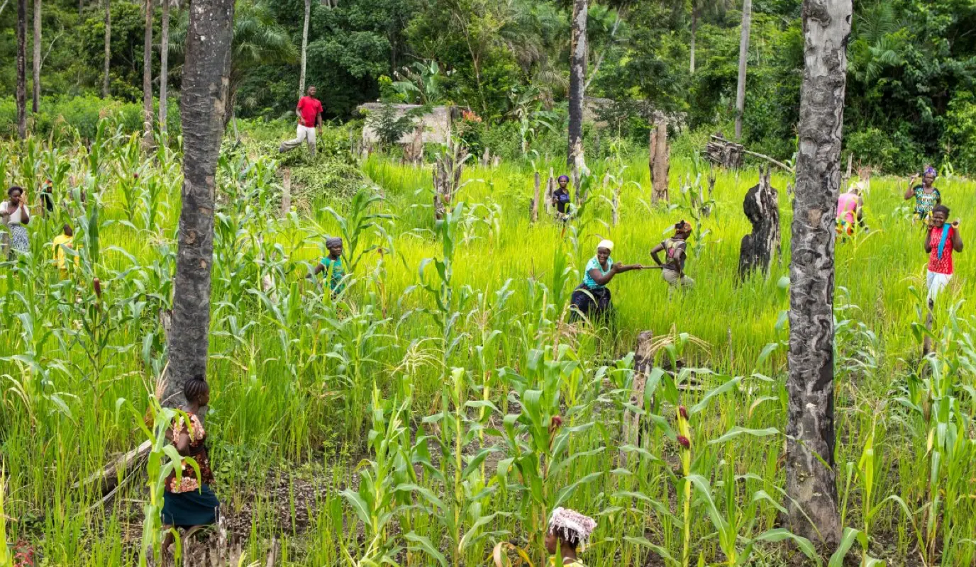 Rice and maize growing in Liberia Rice and maize growing in Liberia
