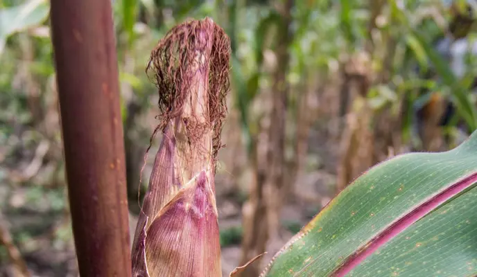 Maize cob on plant Maize cob on plant