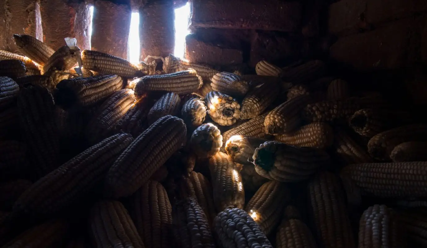 Harvested maize in storage. Harvested maize in storage.