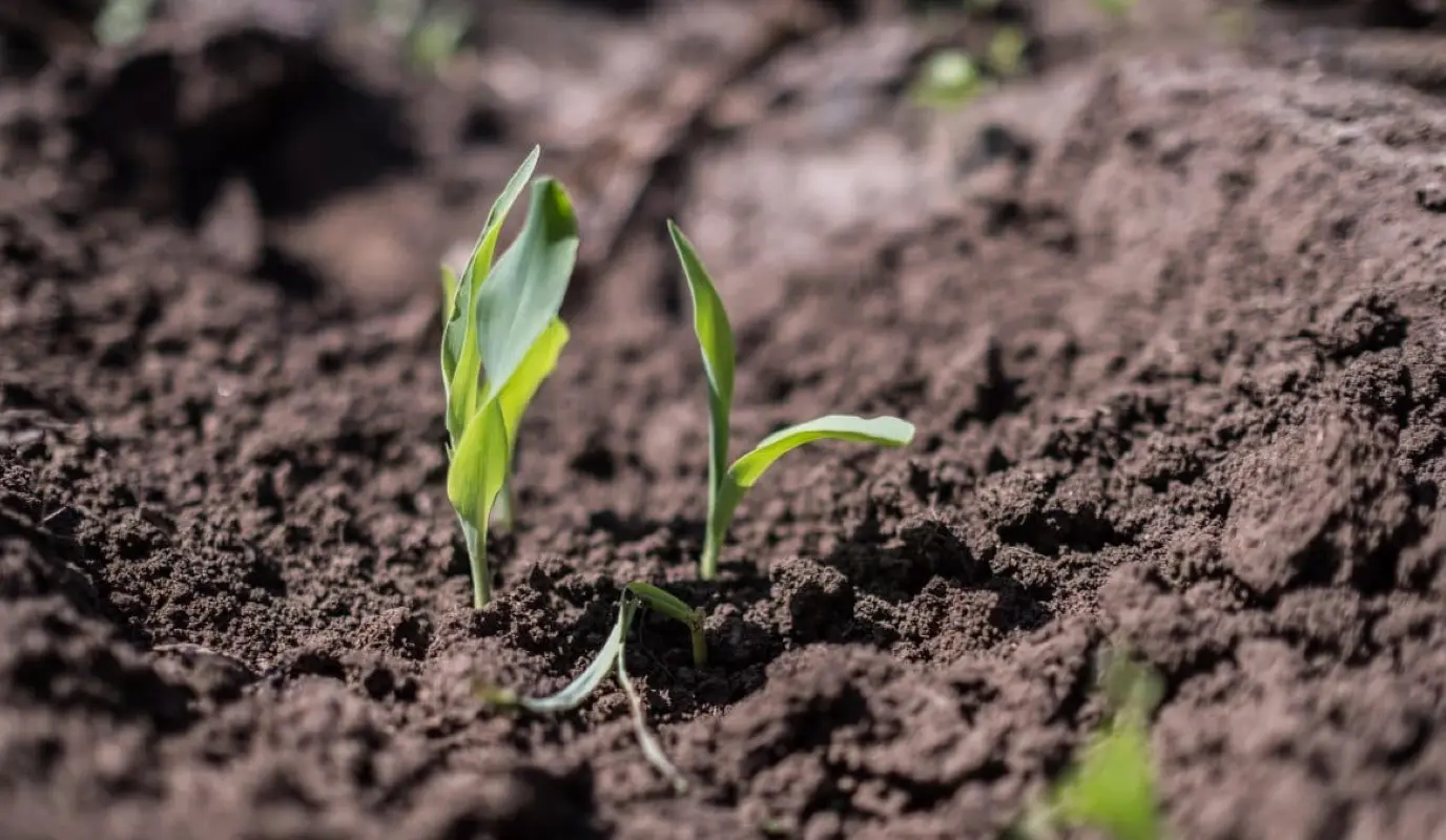 Fresh shoots of maize poke through the earth on Manuele Zivanhane's farm in Ndeja, Mozambique. Fresh shoots of maize poke through the earth on Manuele Zivanhane's farm in Ndeja, Mozambique.