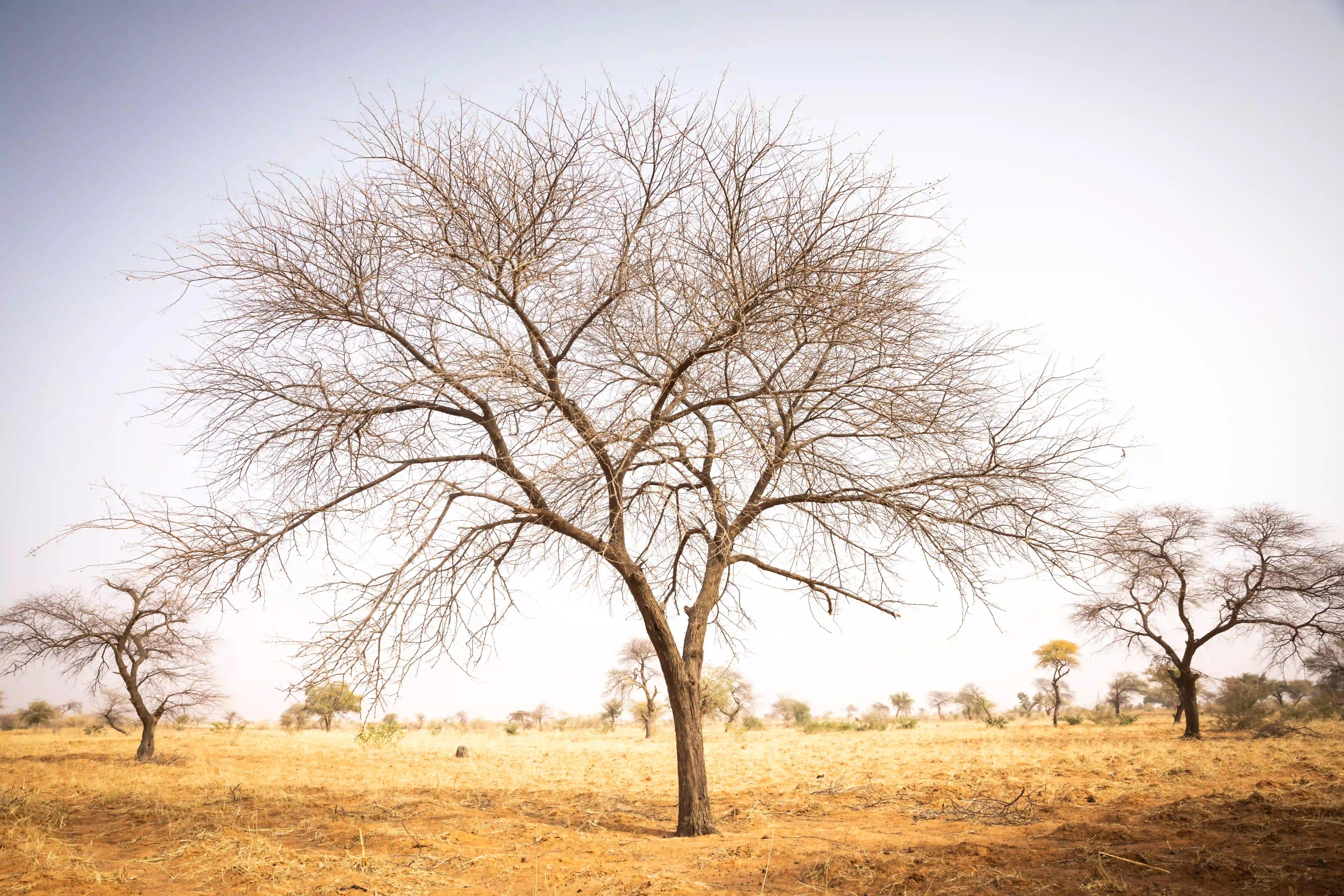 A tree in an arid environment
